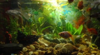 淡水水族箱安全小贴士