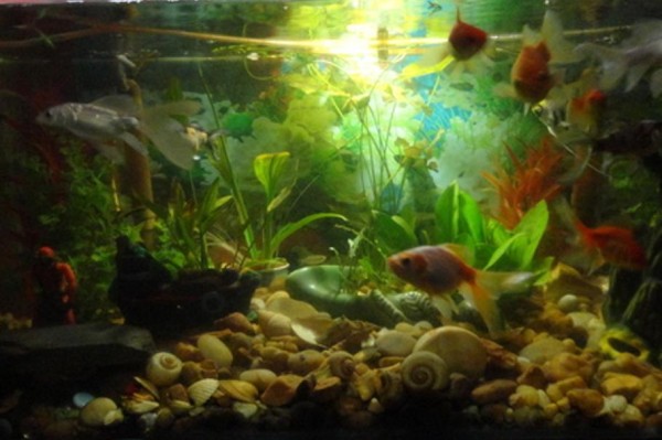 淡水水族箱安全小贴士