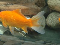 15种最受欢迎的金鱼品种