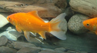 15种最受欢迎的金鱼品种