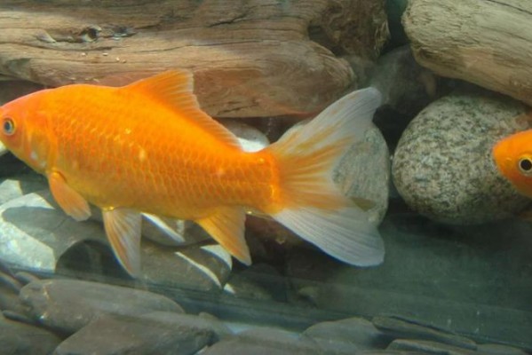 15种最受欢迎的金鱼品种