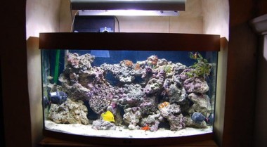 如何在将活石放入水族箱前对其进行爆藻处理