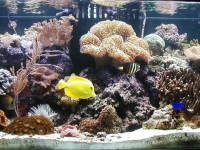 为什么水流在珊瑚礁水族箱中如此重要？