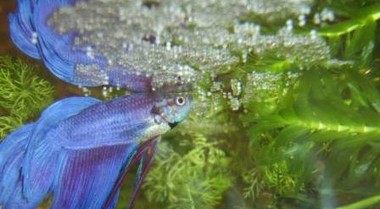 斗鱼可以和其他鱼混养吗？