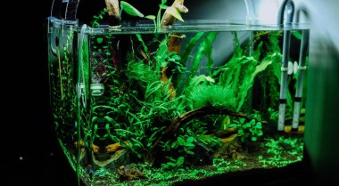 水草缸最佳灯光选择