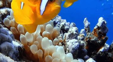 海水缸常见问题