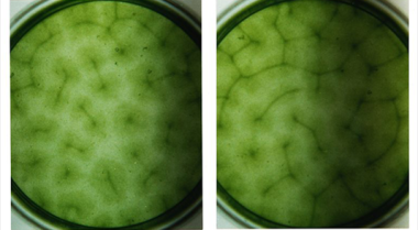 如何控制池塘藻类