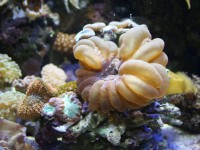 海水水族箱中的刚毛虫