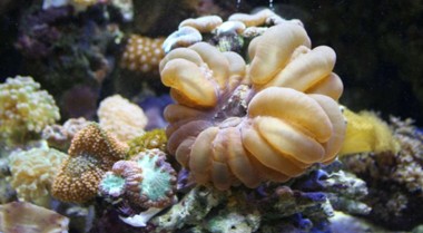 海水水族箱中的刚毛虫