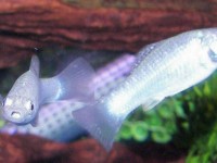 如何开启一个汽水水族箱