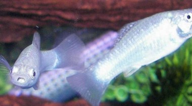 如何开启一个汽水水族箱