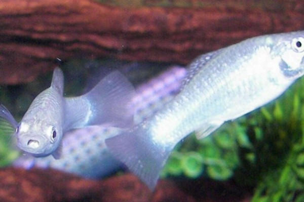 如何开启一个汽水水族箱