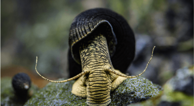 5个理由说明为什么水族箱蜗牛适合淡水鱼缸