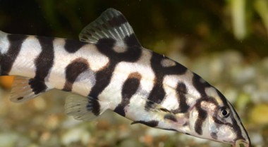 最佳上层、中层和底层热带鱼