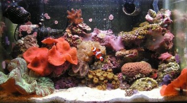 海水水族箱鱼类喂养小贴士