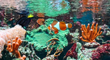 如何让水族箱水质清澈透亮