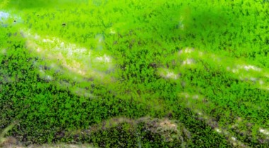 为什么我的鱼缸水变绿了？