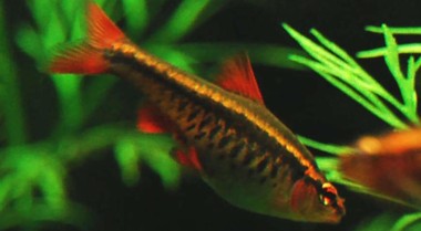 在水族箱中混养群游鱼类