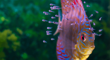 如何软化水族箱水