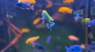 有用的鱼缸清洁伙伴