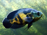 慈鲷兼容性：水族箱趋势