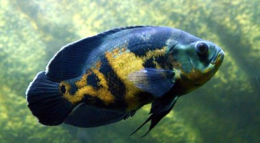 慈鲷兼容性：水族箱趋势