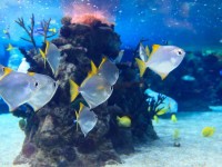 半咸水鱼缸的鱼类及生物配置指南