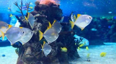 半咸水鱼缸的鱼类及生物配置指南