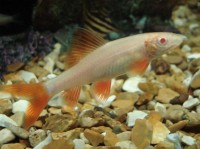 什么是荧光鱼以及如何护理它们？