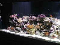 如何从海水水族箱中移除螳螂虾