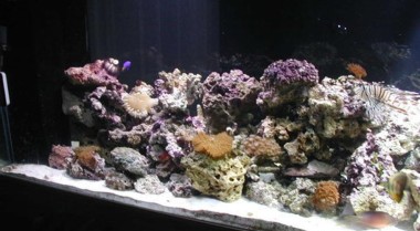 如何从海水水族箱中移除螳螂虾