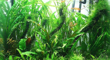 人工水草与真水草：选真还是假？