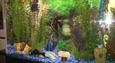 为淡水水族箱选择背景