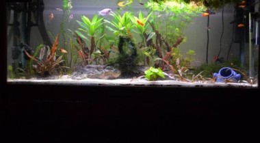 为假期准备水族箱