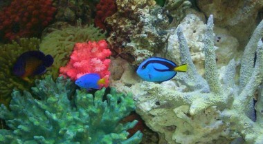 了解海水鱼的体色