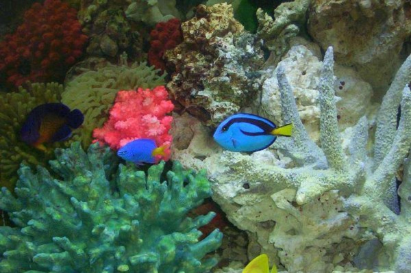 了解海水鱼的体色