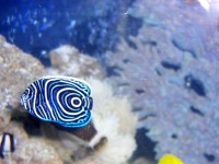 海水神仙鱼的挑选与护理