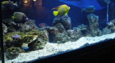 海水水族箱维护