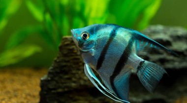 我应该多久喂一次鱼？