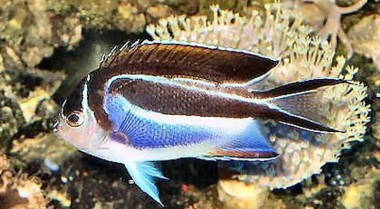 海水鱼顶级商业饲料