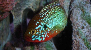 宝石慈鲷物种档案