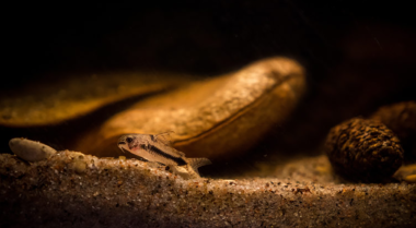 植物性材料对水族箱的作用