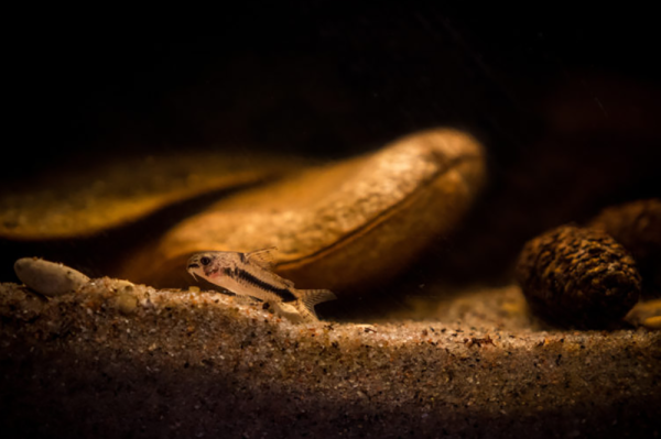 植物性材料对水族箱的作用