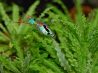 如何为幼鱼培养草履虫