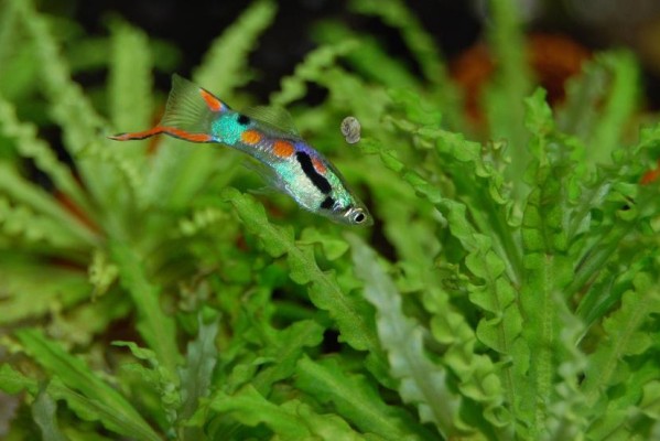 如何为幼鱼培养草履虫