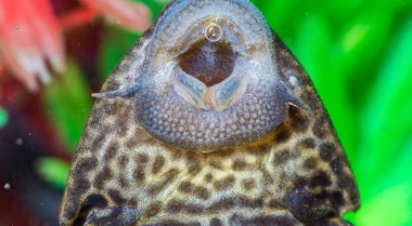 如何在水族箱中饲养清道夫