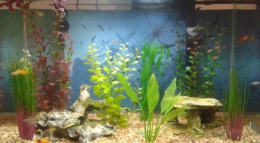 鱼类驯化 - 滴流法