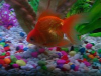 15种最受欢迎的金鱼品种