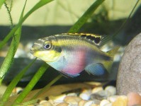 新闻：尽管面临保护现状威胁，贸易仍在继续