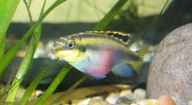 新闻：尽管面临保护现状威胁，贸易仍在继续